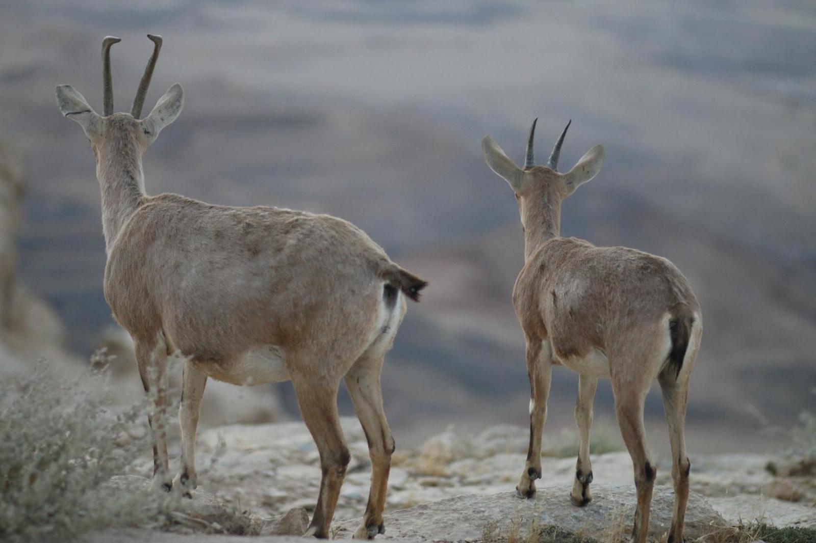 Ibex Unique Desert Inn Micpe Ramon Zewnętrze zdjęcie